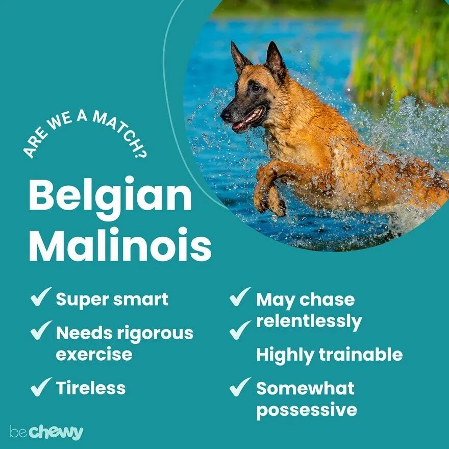 Trained Belgian Malinois Puppies