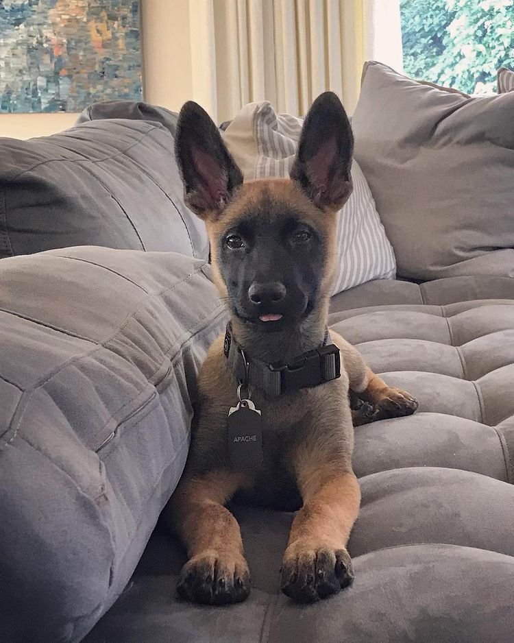 ginger malinois