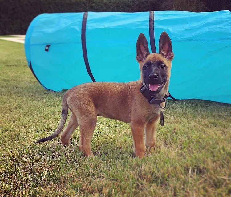 belgian malinois puppy price in usa