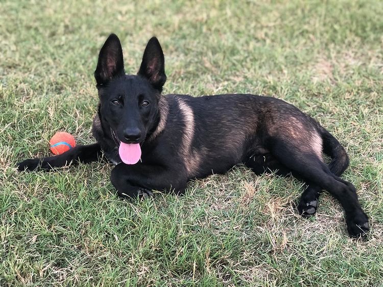 ginger malinois