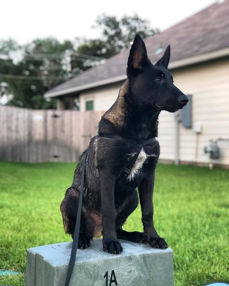 ginger malinois