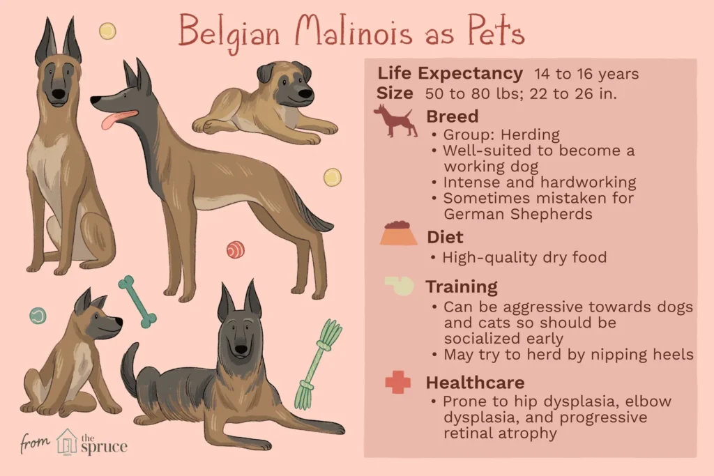 belgian malinois exercise requirements