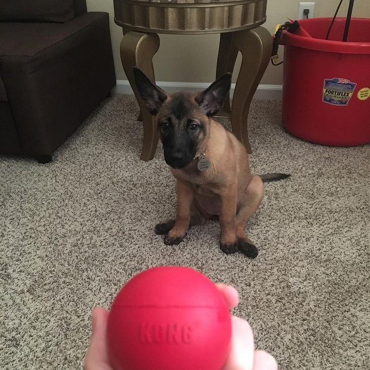 ginger malinois