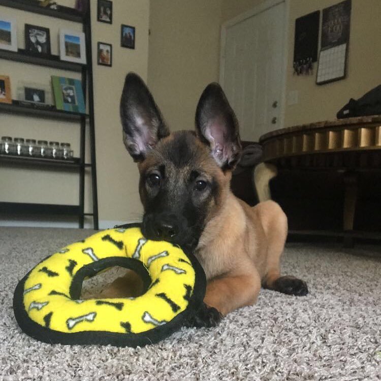 ginger malinois