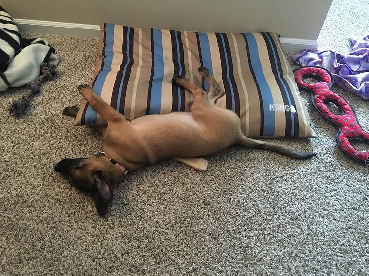 ginger malinois