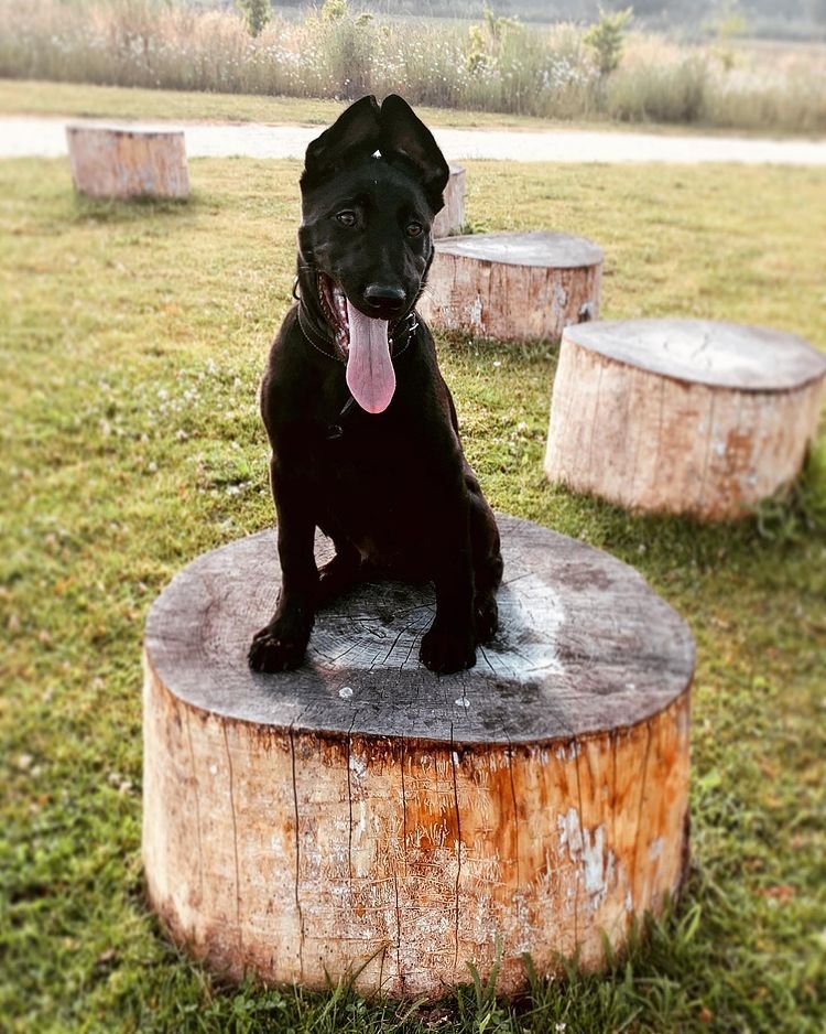 belgian malinois puppy price in usa