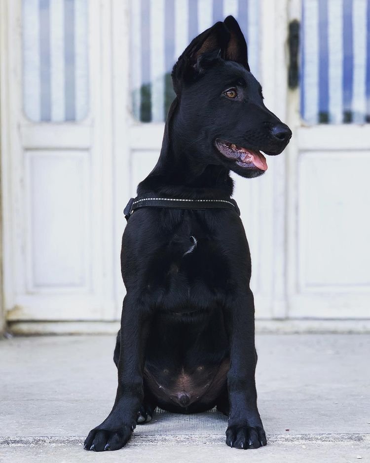 belgian malinois puppy price in usa