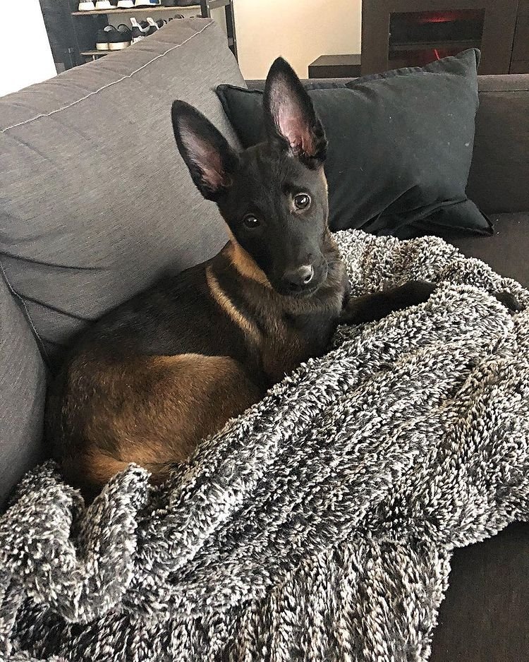 ginger malinois