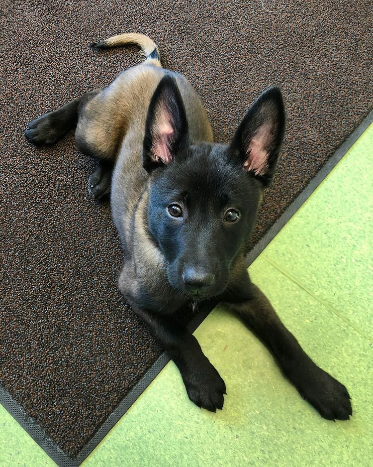 ginger malinois