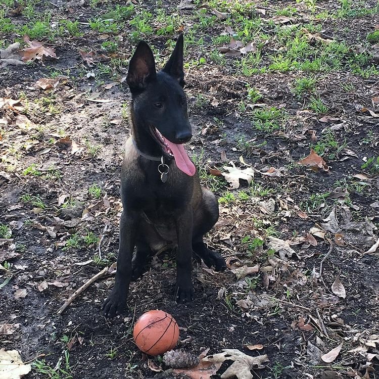 ginger malinois