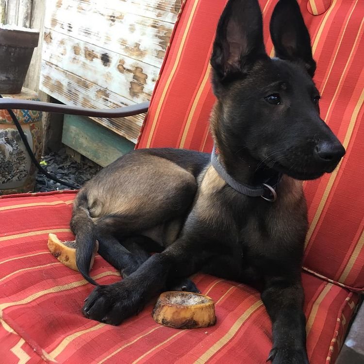 ginger malinois
