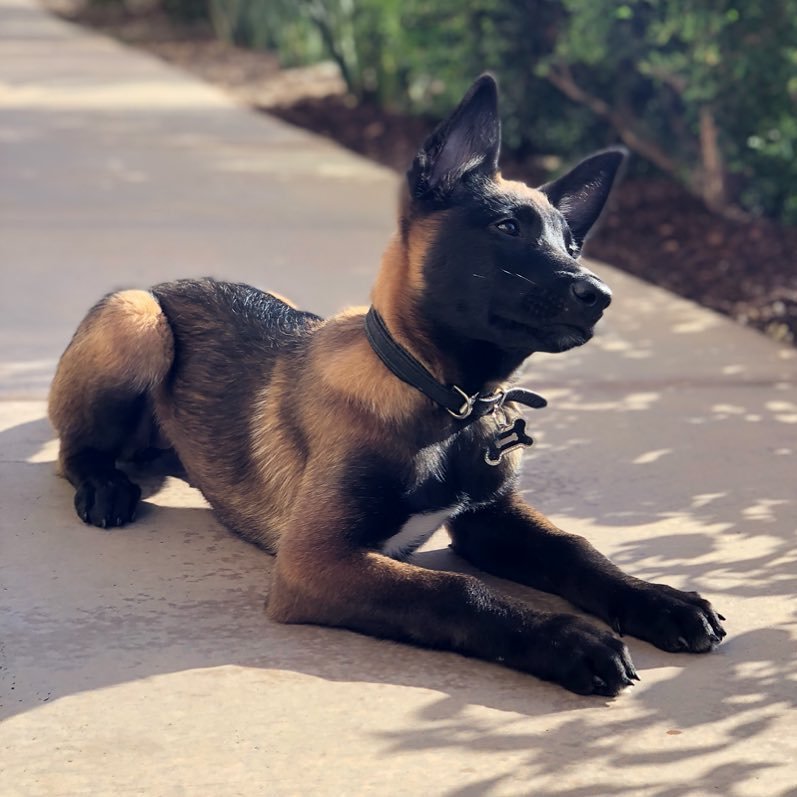 ginger malinois