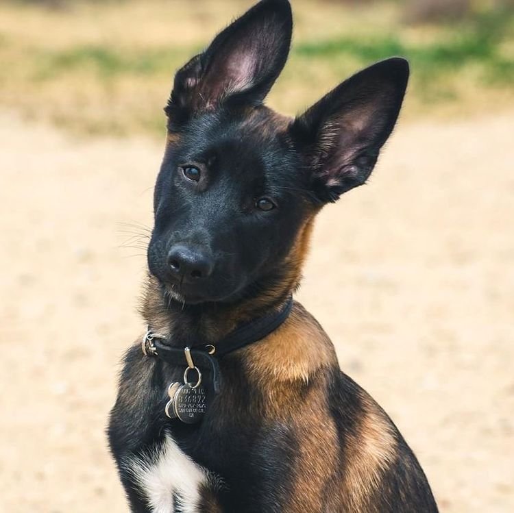 ginger malinois