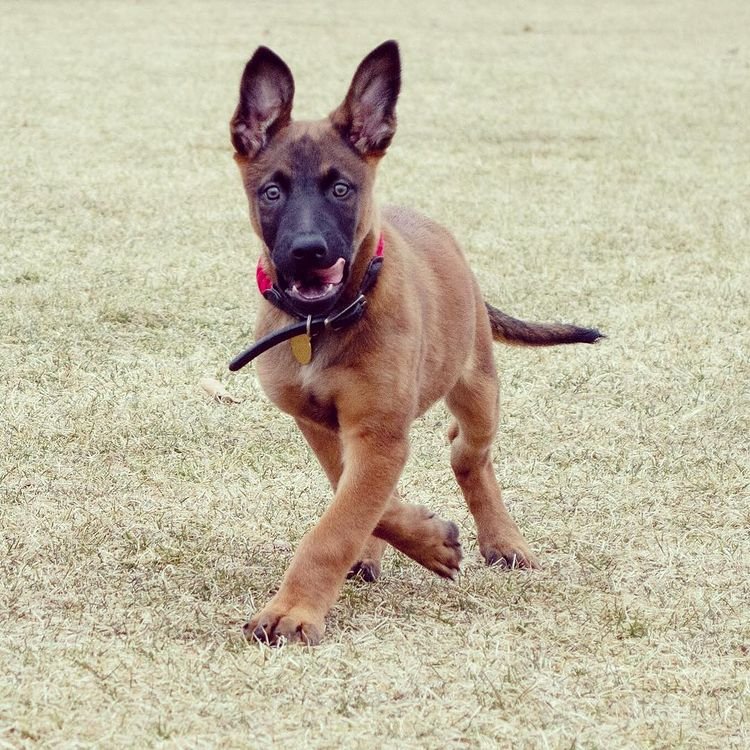 trained belgian malinois dogs for sale