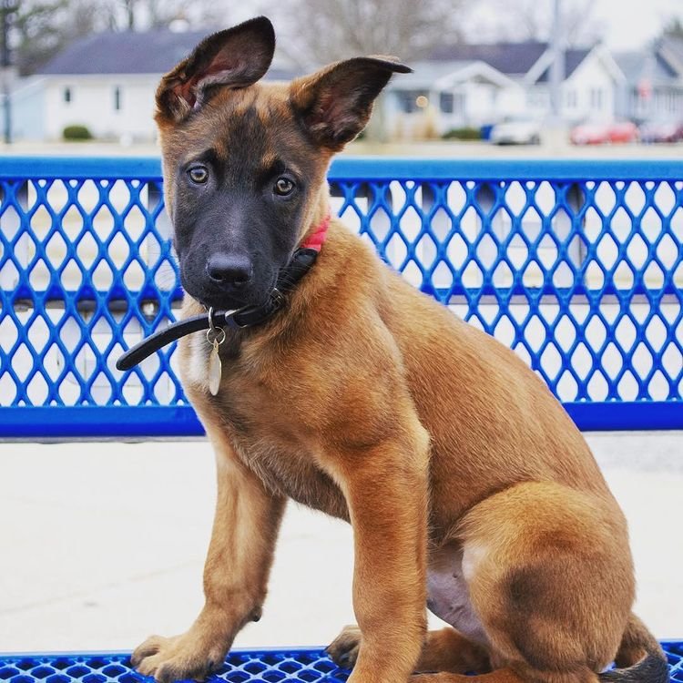 trained belgian malinois dogs for sale