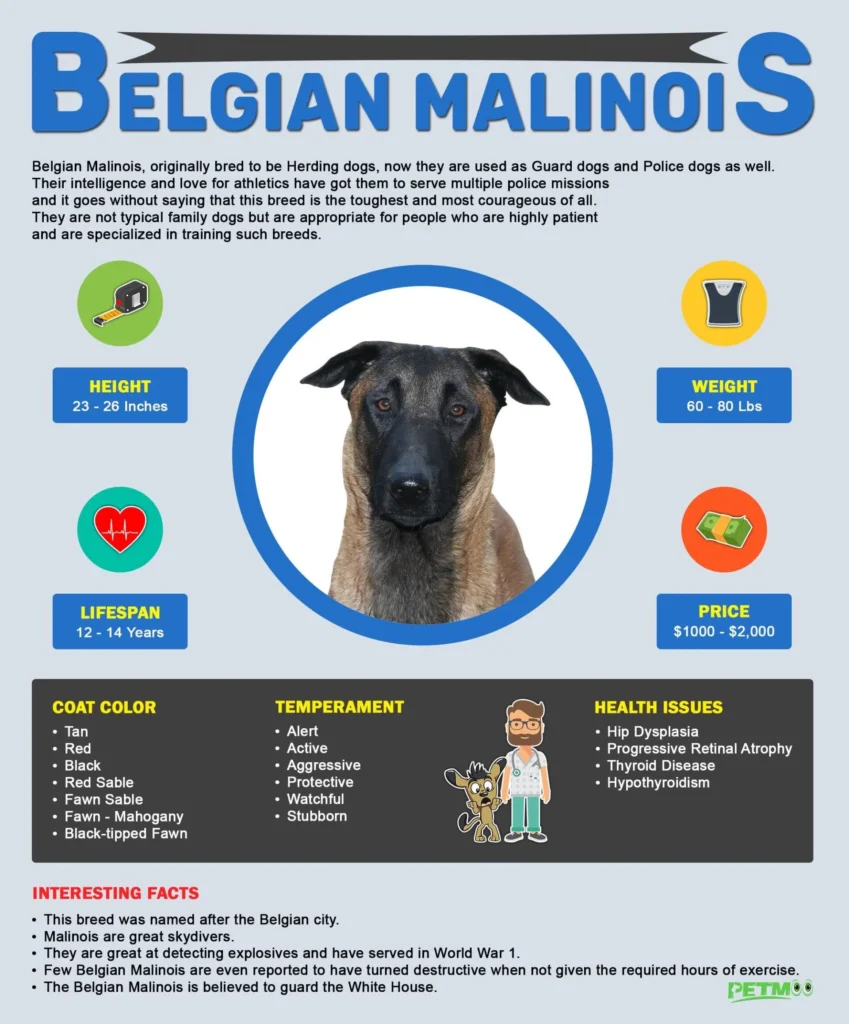 belgian malinois exercise requirements