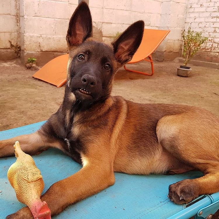 ginger malinois