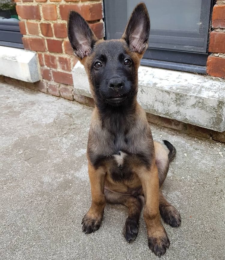 ginger malinois
