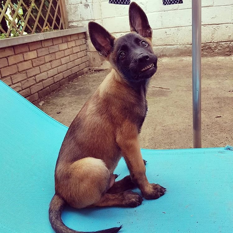 ginger malinois