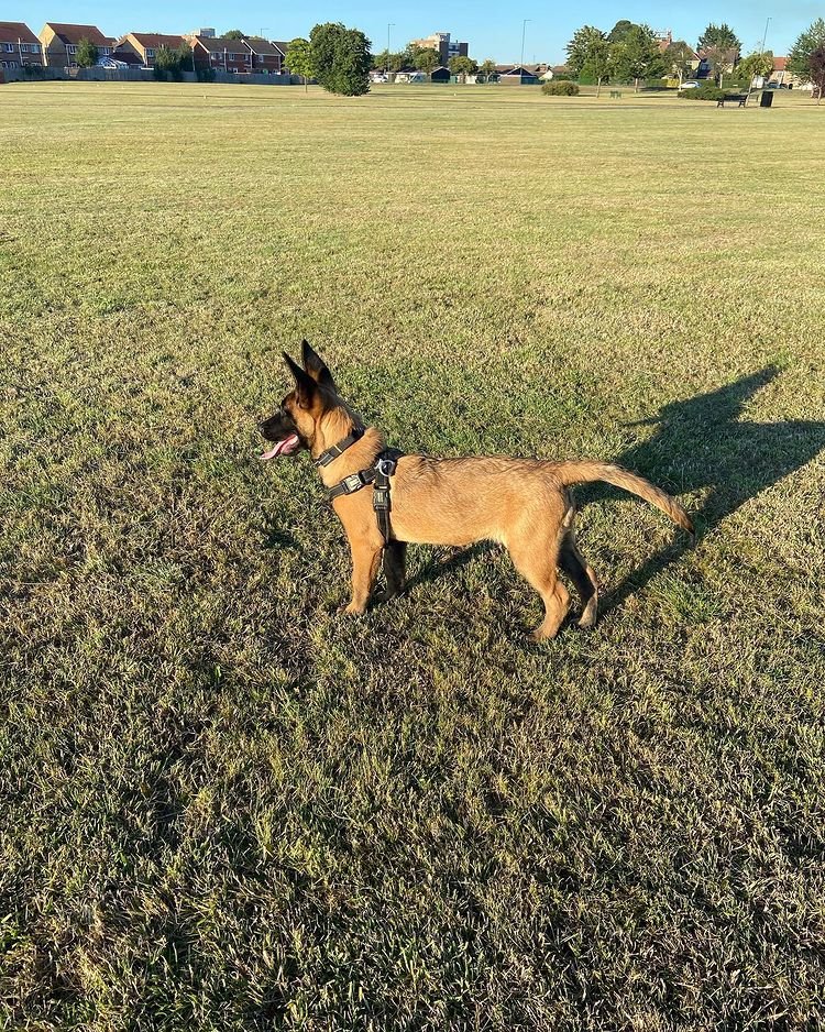 trained belgian malinois dogs for sale