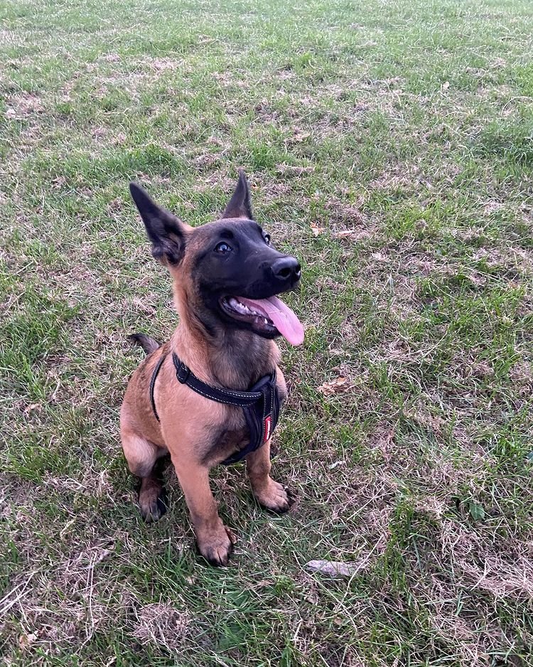 trained belgian malinois dogs for sale