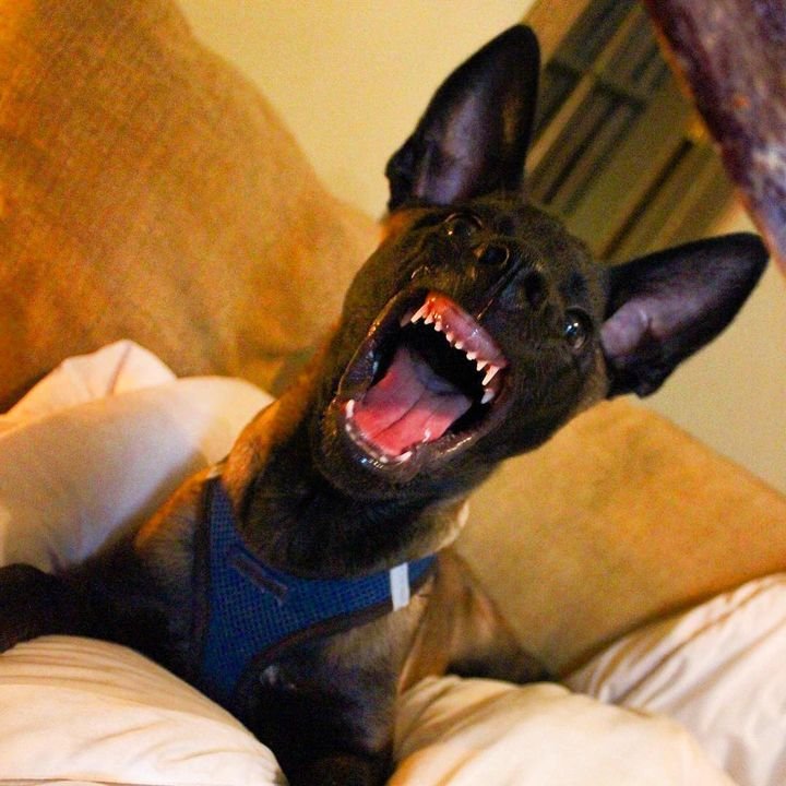 belgian shepherd malinois puppies for sale