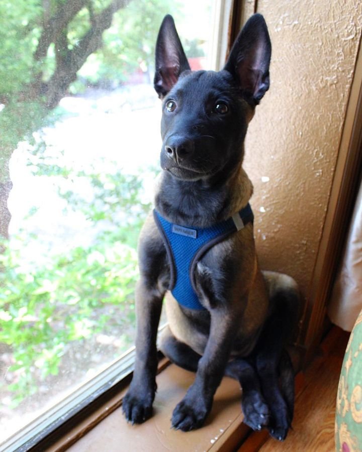 belgian shepherd malinois puppies for sale