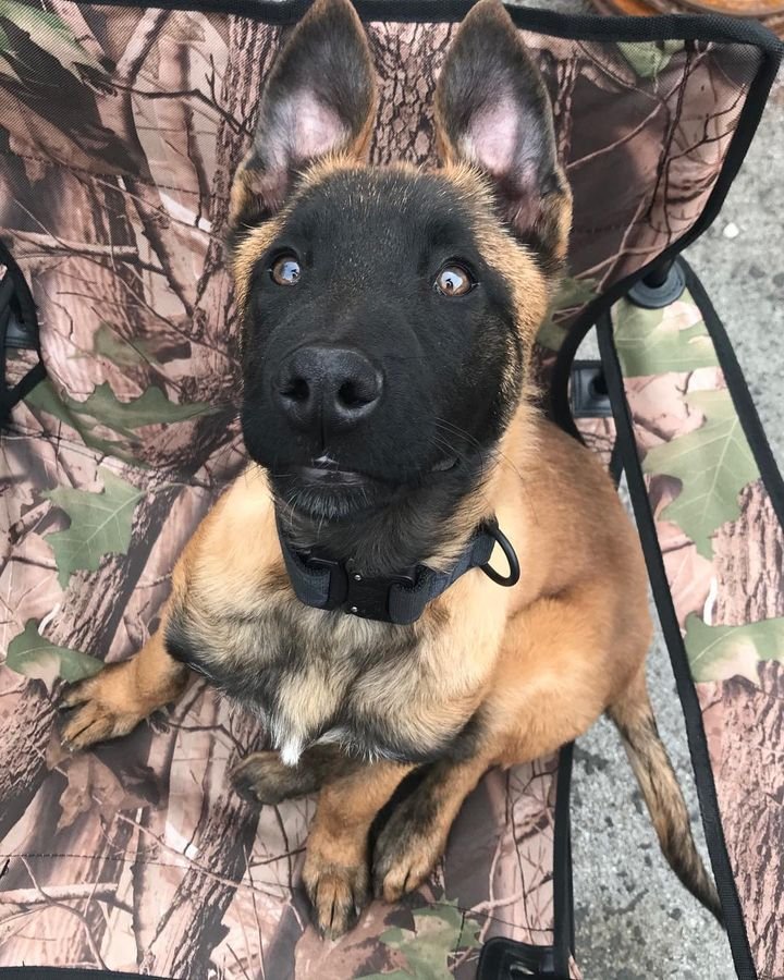 belgian malinois breeder near me