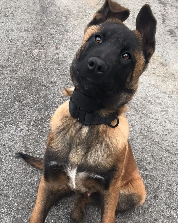 belgian malinois breeder near me