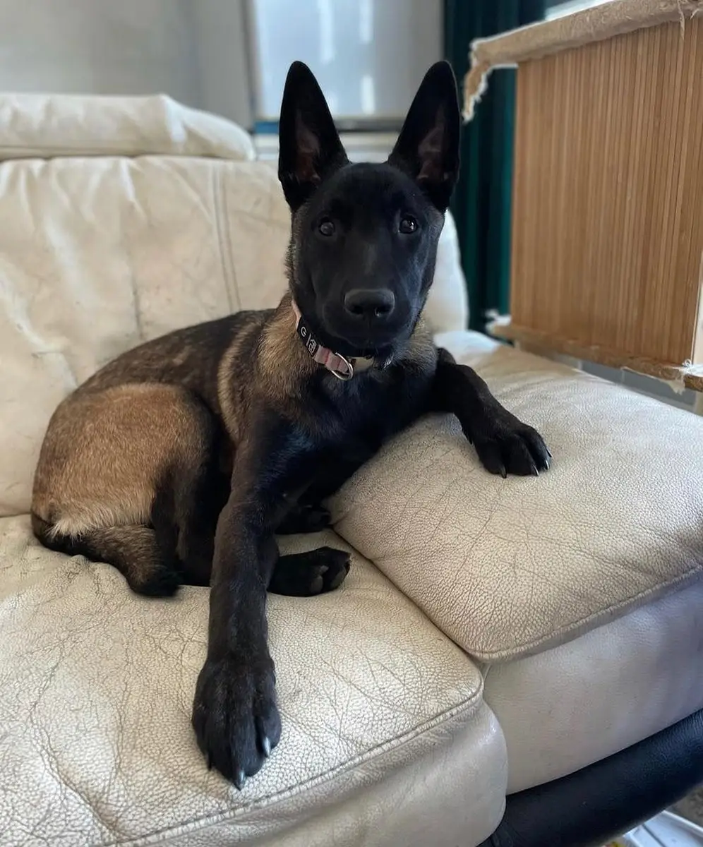 belgian malinois puppies for sale