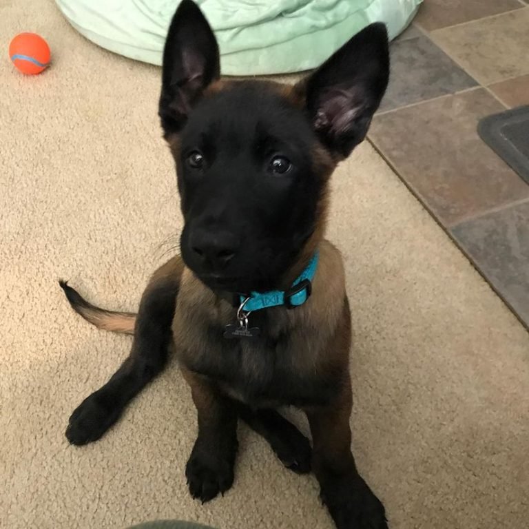 belgian malinois dogs for sale