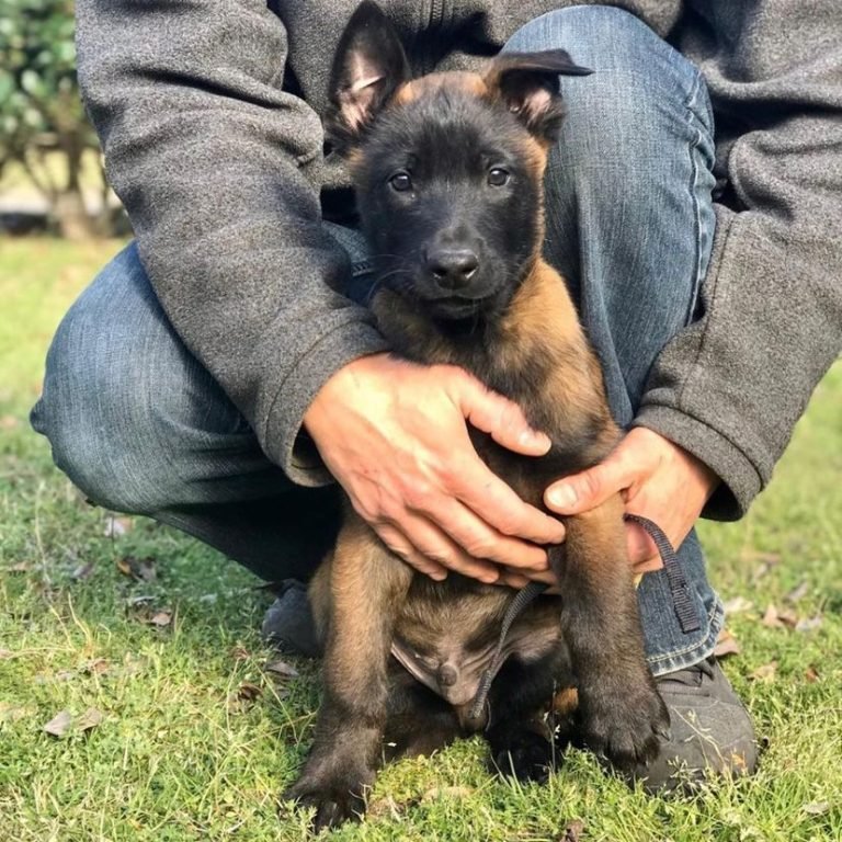 belgian malinois dogs for sale