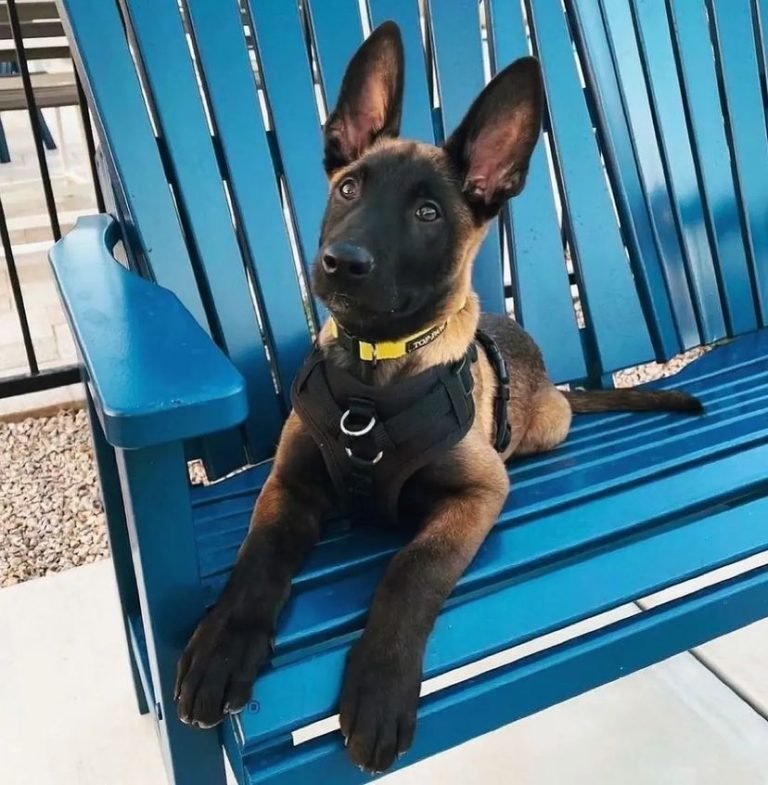 belgian shepherd malinois for sale