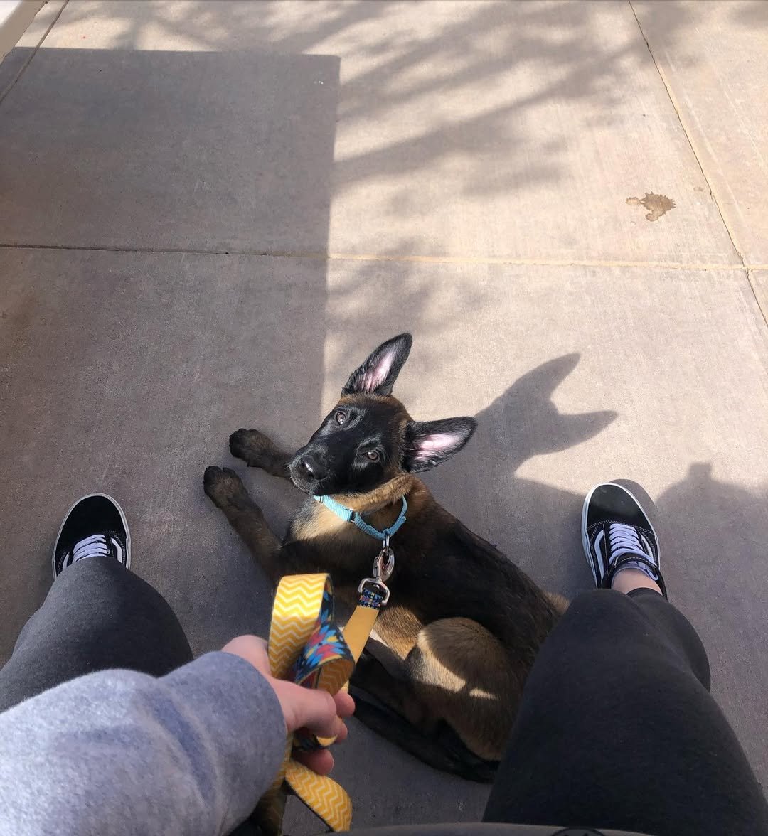 Malinois Watch Dog