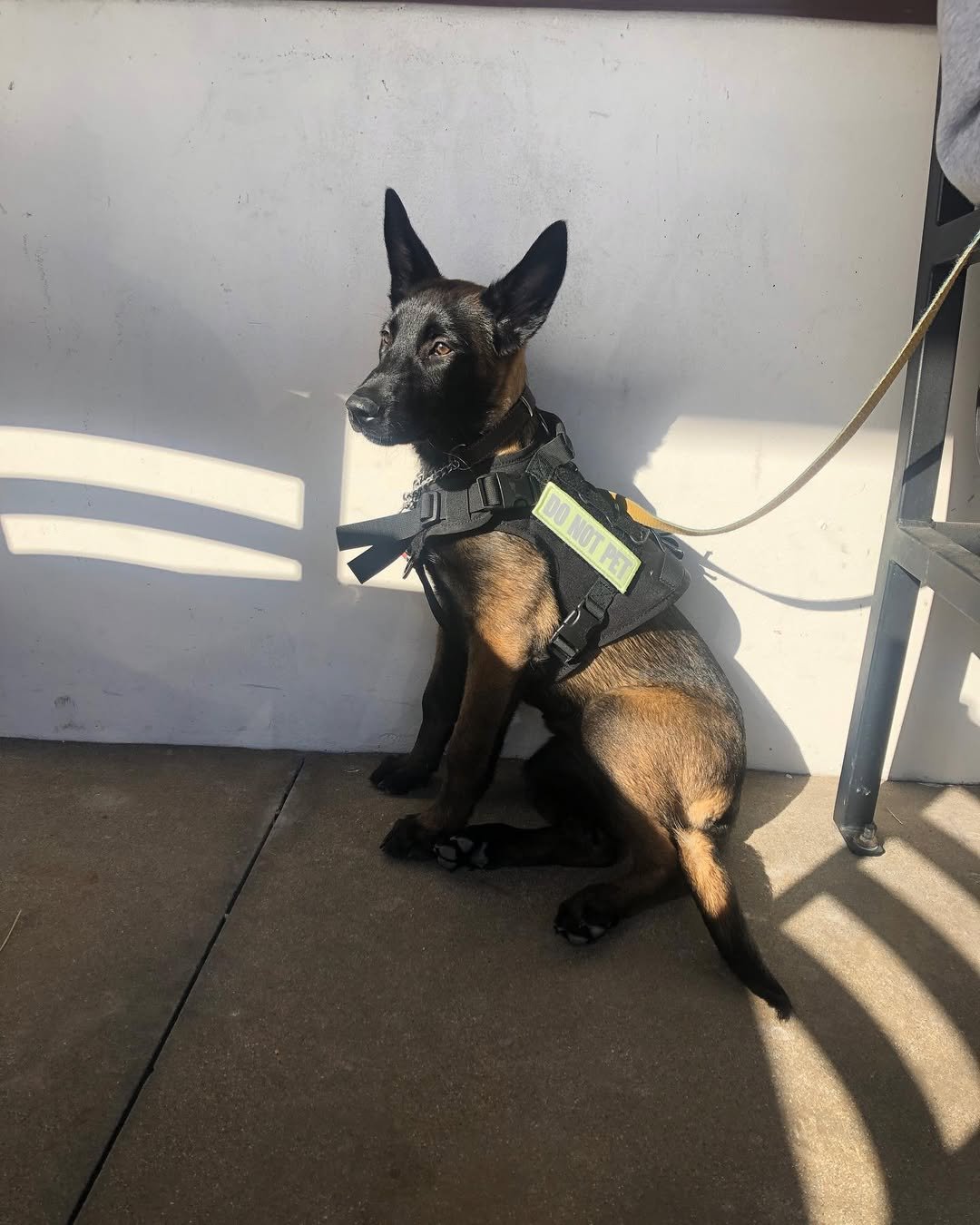 Malinois Watch Dog