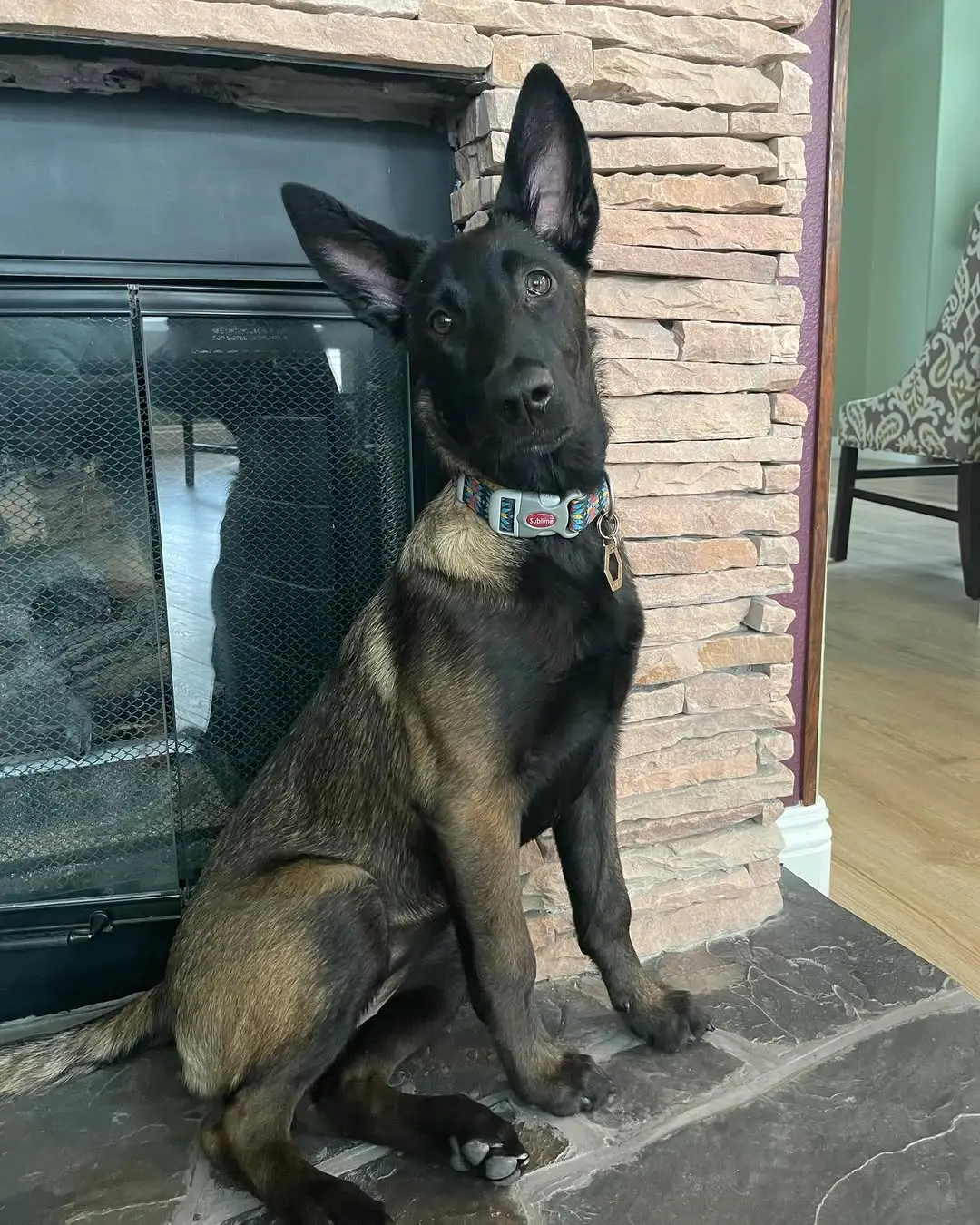 Malinois Watch Dog