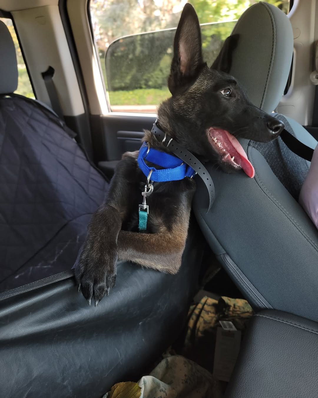 Malinois Watch Dog