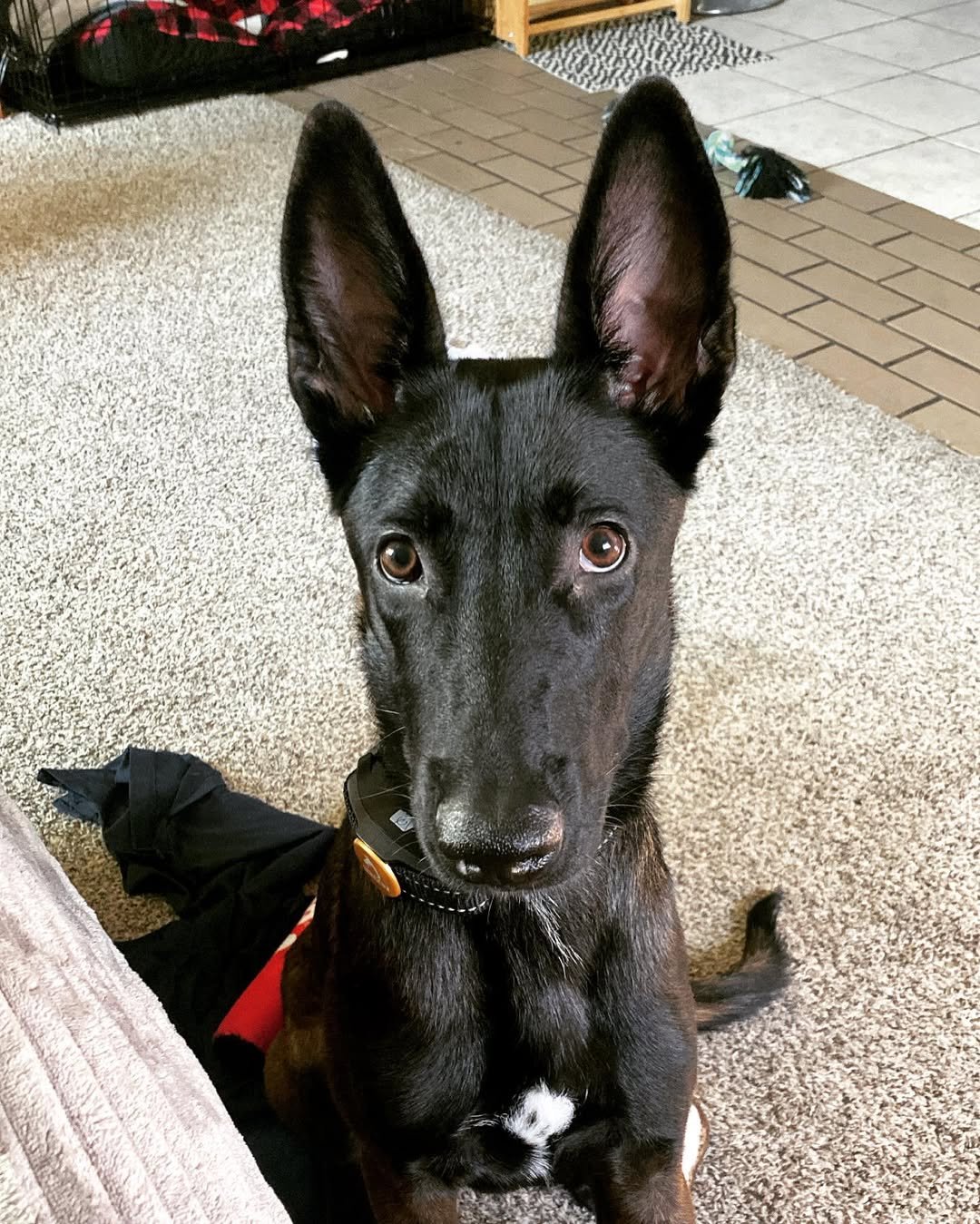 Malinois Watch Dog