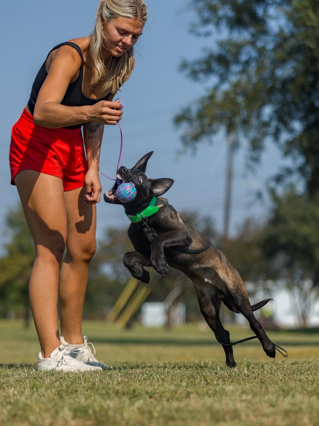Malinois Watch Dog