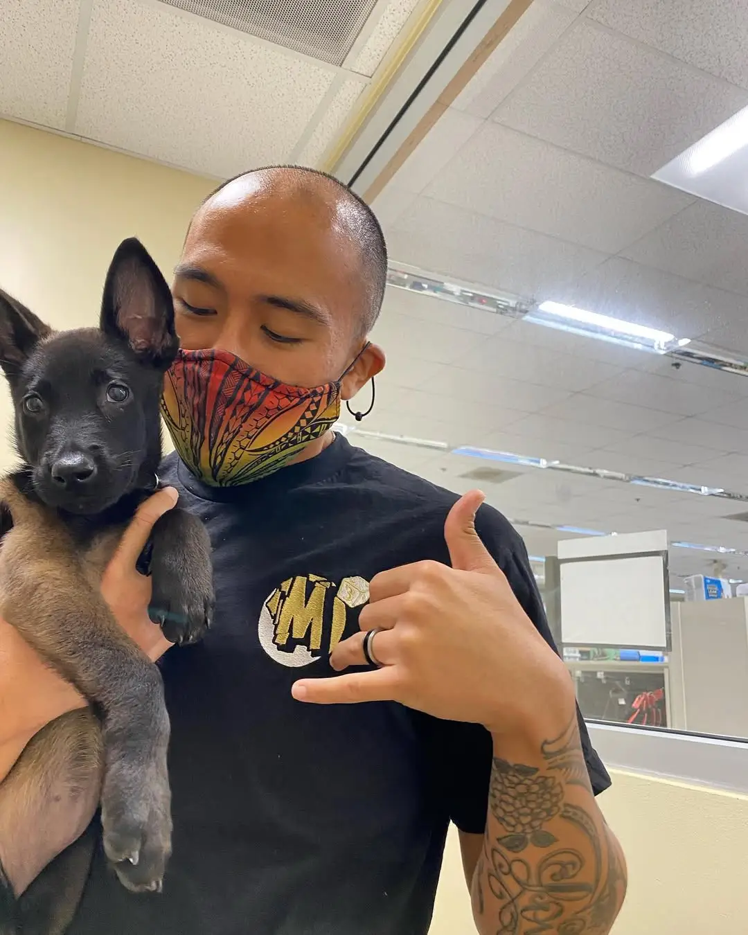 belgian malinois dogs for sale