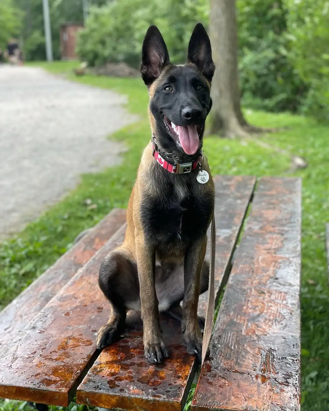 Malinois Watch Dog