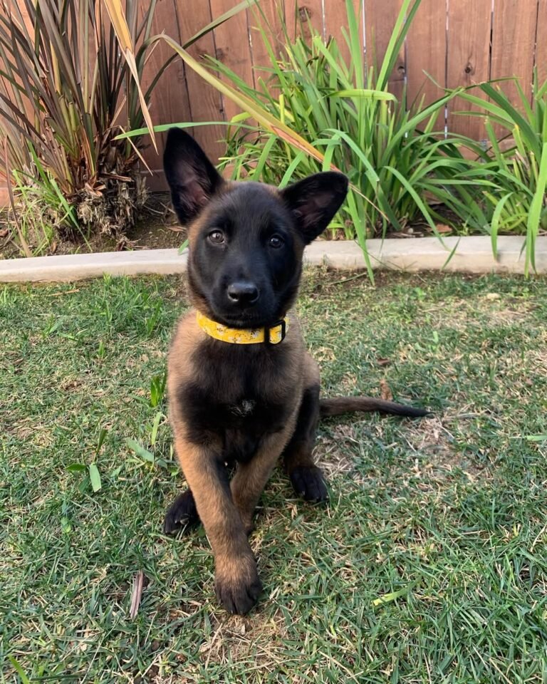 Malinois Watch Dog