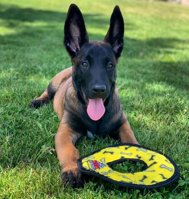 Malinois Watch Dog