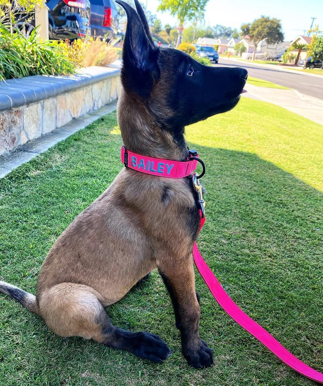 Malinois Watch Dog