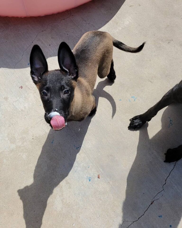 Malinois Watch Dog