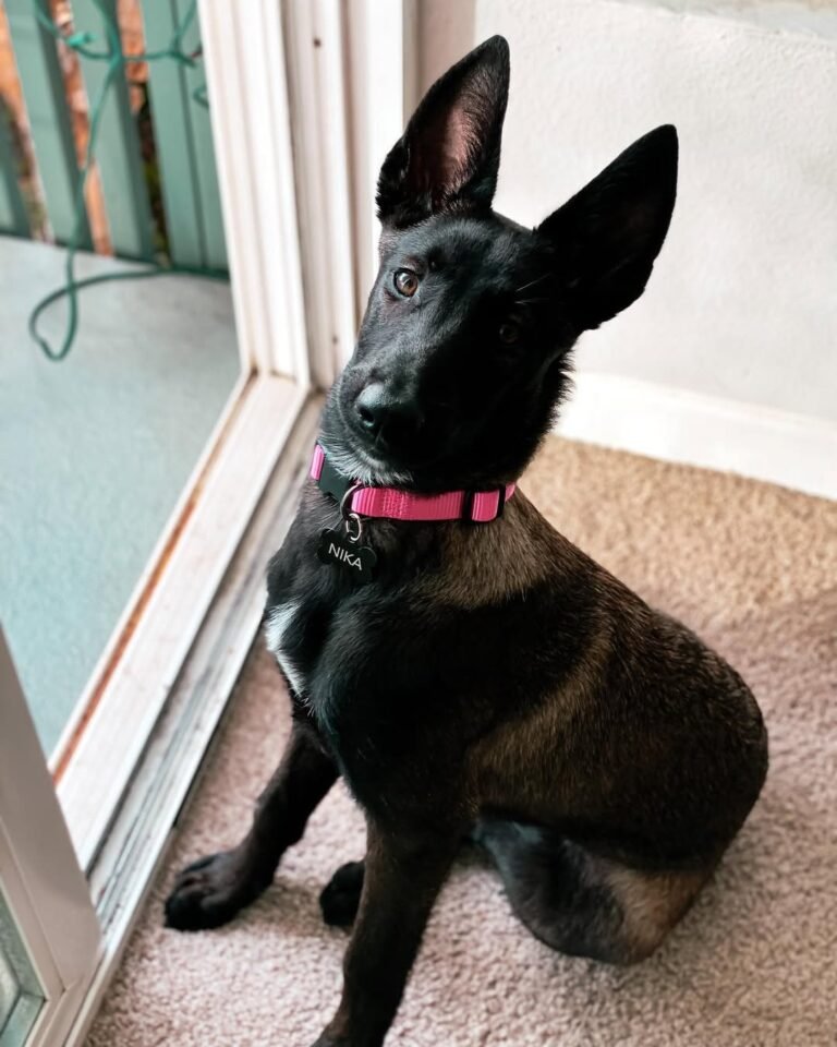 Malinois Watch Dog