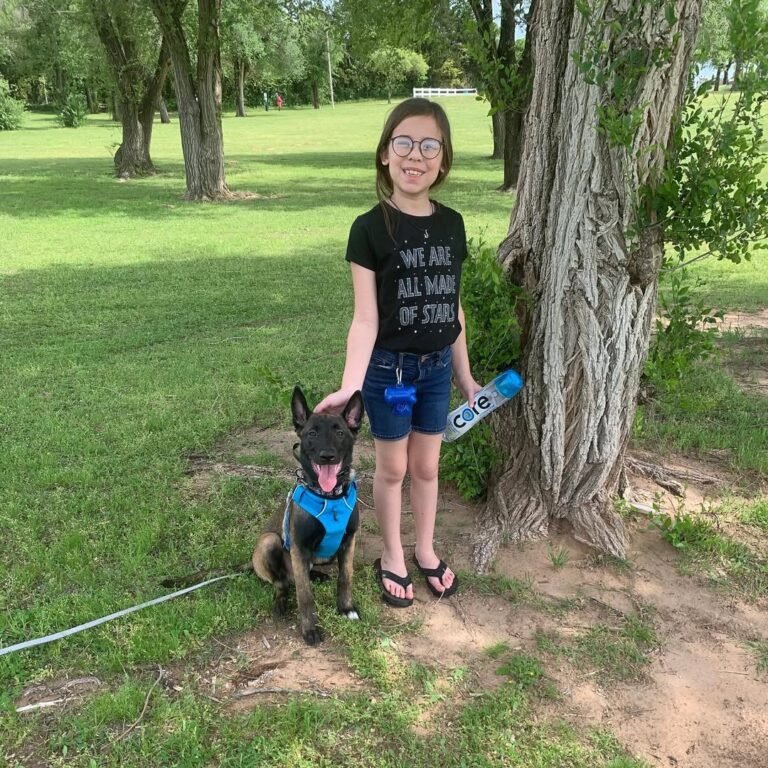 Malinois Watch Dog