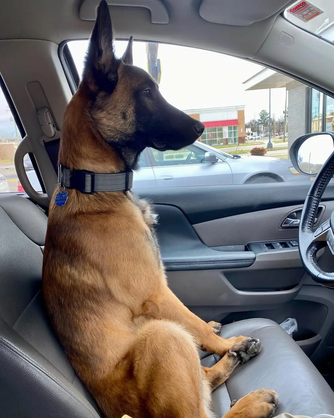 Malinois Watch Dog