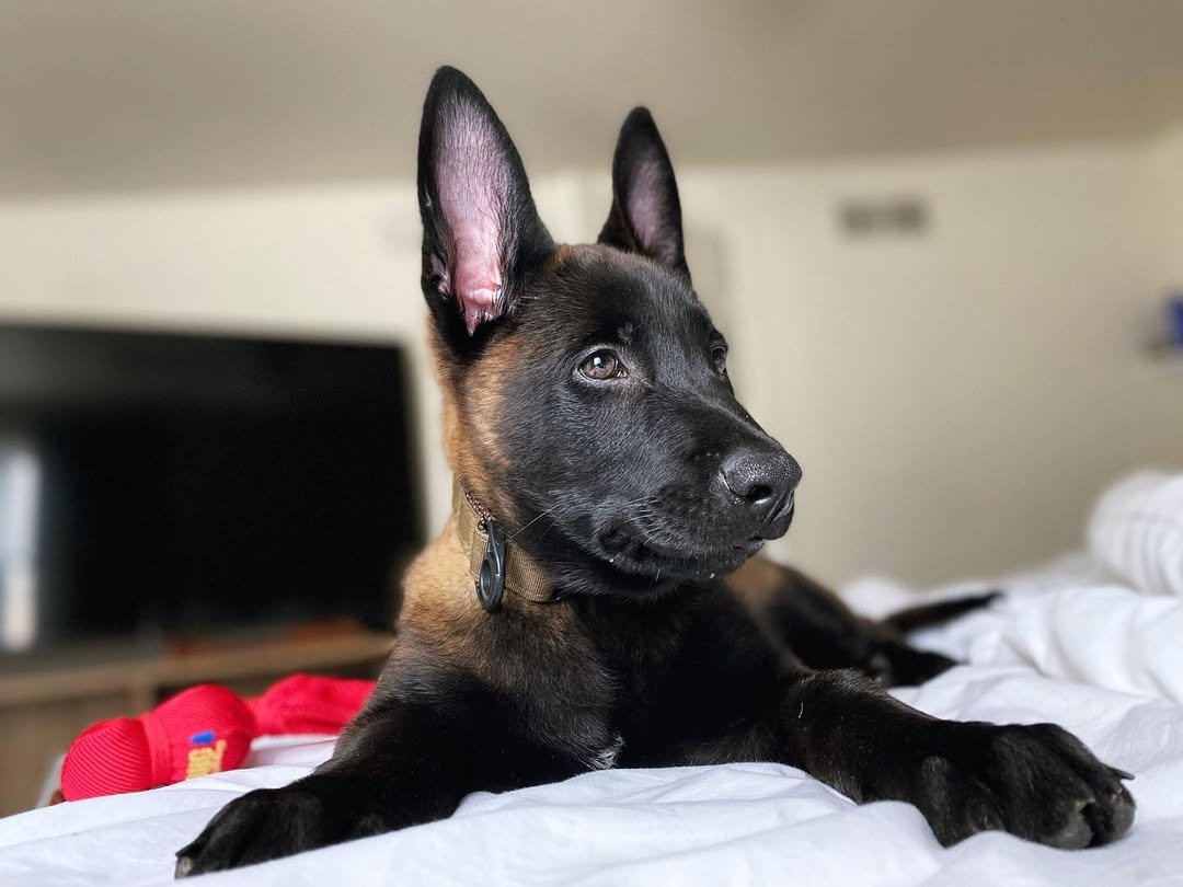 Malinois Watch Dog