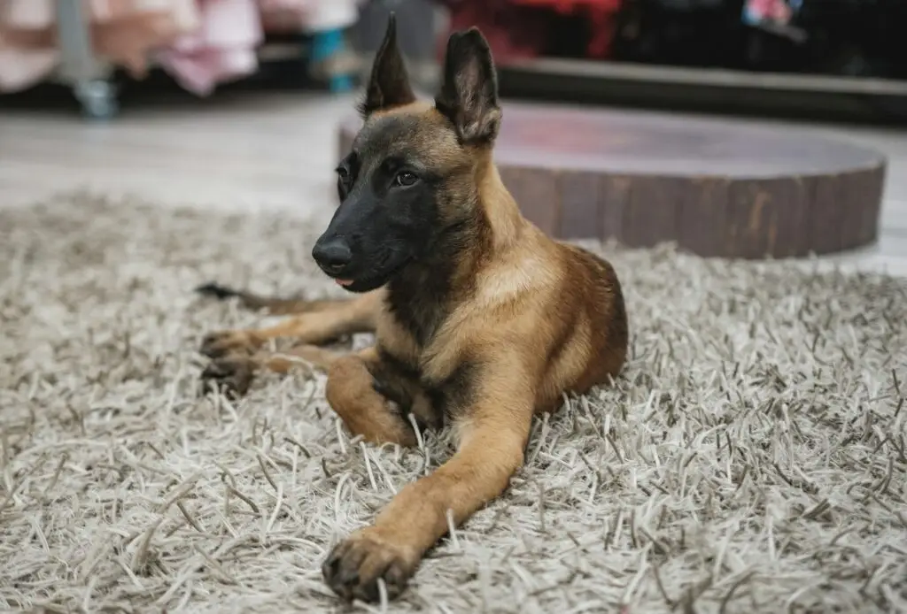 belgian malinois